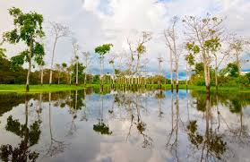 ecosystems of the amazon rainforest