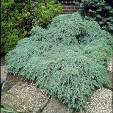 juniperus squamata blue carpet achats