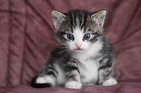 See more ideas about kittens, cats these adorable felines will look over your feast with cute smiles. Royalty Free Domestic Cat Photos Free Download Pxfuel
