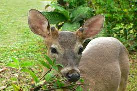 Prevent Deer From Damaging Plants