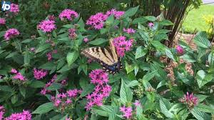 botanical gardens offer serenity