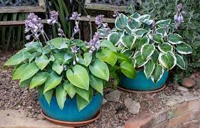 27 Best Plants To Grow In Pots