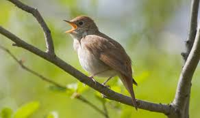 We provide owners with the investment and resources to focus on great animal care. Swansong For Nightingale As Numbers Plummet Nature News Express Co Uk