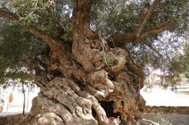 magnificent 3 000 year old olive tree