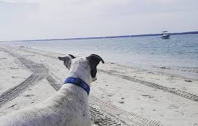 dog friendly beaches in wilmington nc