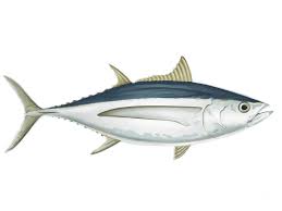 learn about the albacore tuna fishing