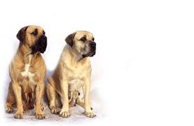 English Mastiff Puppy Size Chart Best Picture Of Chart