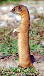 Basic facts about indonesia animals: The Indonesian Mountain Weasel Mustela Lutreolina Is A Species Of Weasel That Lives On The Islands Of Java And Sumatra Animals Wild Nature Animals Pet Birds