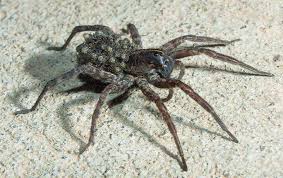 Six No Sweat Spider Prevention Tips For
