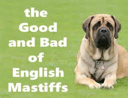 english mastiff growth stages male
