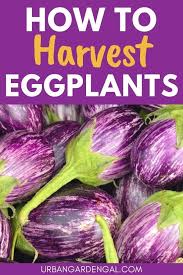 Harvest Eggplants Eggplant Harvest