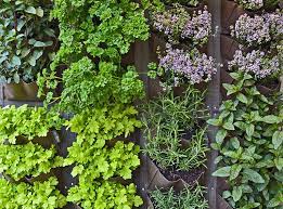 Creating A Vertical Herb Garden Pride