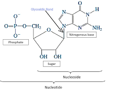 glycosidic bond exists in dna molecule