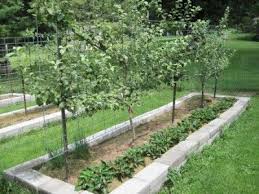 Espalier Apple Trees And Strawberries
