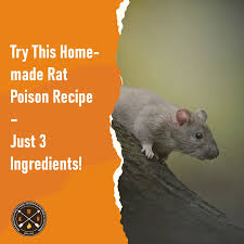 try this homemade rat poison recipe