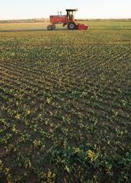 alfalfa irrigation harvest scheduling