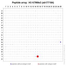 Anti Histone H3 Di Methyl K79 Antibody Epr17467 Chip Grade