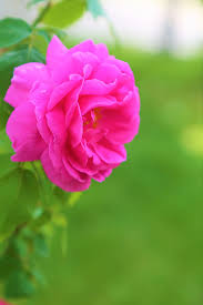 rose nature flower plant romantic