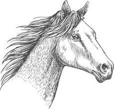 horse pencil sketch vector images over