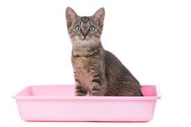 Cat Litter Box Care And Cleaning Basics