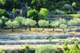 on the value of lebanese olive oil