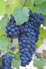 Download free photo of Grapes,wine,wine country,red,winery - from  needpix.com