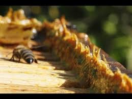 Jump to abstracts focused research topics. What Is Propolis Bee Glue Youtube
