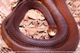 Als zweitgiftigste schlange der welt gilt die ebenfalls in australien zu findende östliche braunschlange ( pseudonaja textilis). Die Giftigsten Tiere In Australien