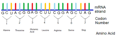 amino acid sequence using a codon chart