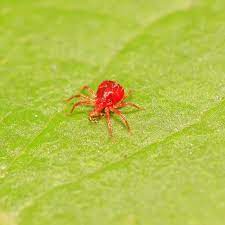 get rid of prevent spider mites