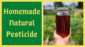 homemade natural pesticide jadam