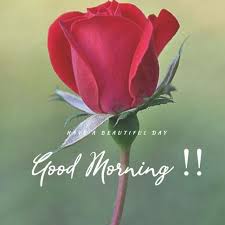 Check spelling or type a new query. Good Morning Flowers Pictures For Whatsapp Hutomo
