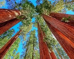 Aesthetic California Redwoods Paint By