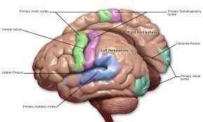 The somatosensory cortex encodes incoming sensory information from receptors all over the body. Primary Somatosensory Cortex Wikipedia