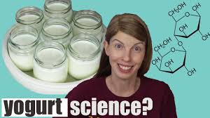 lactose free yogurt diy the science