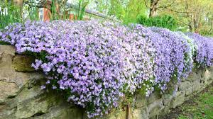 creeping phlox guide how to plant and