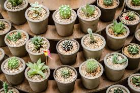 55 Types Of Succulents Cacti Growing Tips And Photos