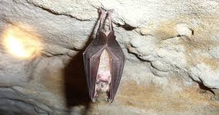 rare greater horseshoe bat spotted in