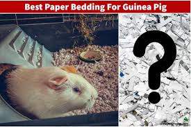 7 Best Paper Bedding For Guinea Pigs