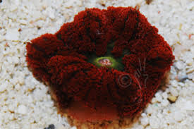 mini carpet anemone stictyla spp