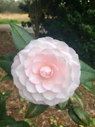 Now live on na and eu realms. Camellias Are Wonderful For Winter Flowers