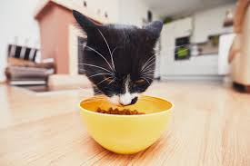 One is crystalluria, which is the presence of crystals in the urine that are formed by minerals that are too concentrated. The 8 Best Cat Foods For Urinary Tract Health In 2021