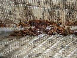 Maine Bed Bugs And Pest Control