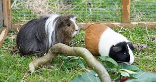 how to house your guinea pigs pet