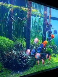 Aquarium Architecture | Blog | Luxury Custom Fish Tanks | Custom Made  Aquariums | Bespoke Fish Tank Design gambar png