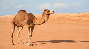 The bactrian camels are also known for their longer and finer wool. Are There Camels In Spain Quora