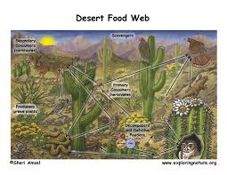 The temperature in the sahara can get as hot as 130 f degrees during the day. Sonoran Desert Food Web