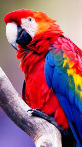 macaw parrot macaw bird hd phone
