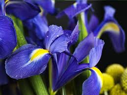 Fiori primaverili con iris, lupine, daffodil e tulipani riempiono questo grande prendisole che illuminerà qualsiasi finestra. Pin Su Fiori