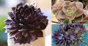 If properly cared, it bears beautiful warm colored flowers in the shade of purple, pink. 25 Best Echeveria Types Echeveria Succulent Varieties